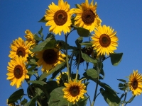 ikona_Sonnenblumen